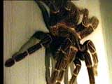 moviespider